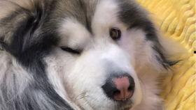 柯基可以吃三月瓜吗视频,揭秘宠物饮食新选择