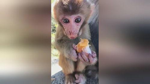 猴子博主吃瓜视频下载,下载攻略大公开