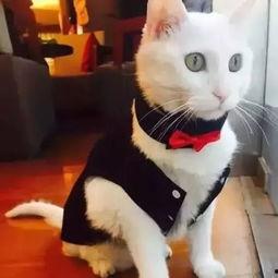 小白猫吃瓜视频全集