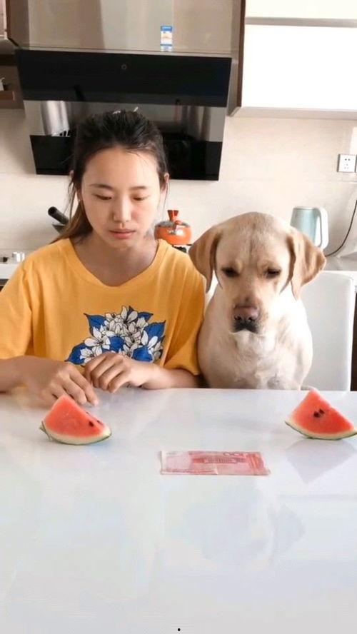 两只小狗吃瓜比赛视频,两只小狗的吃瓜大赛精彩瞬间