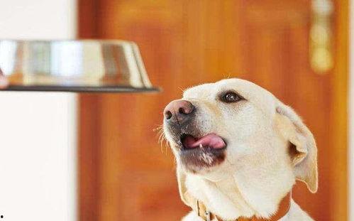 狗吃梨瓜辅食好吗视频,营养美味，宠物健康新选择