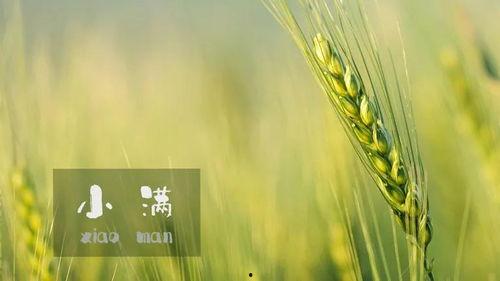 小满吃瓜的视频,带你领略瓜界新风尚