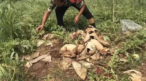 砀山吃瓜最新事件视频,视频揭露惊人真相，网友热议不断