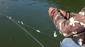 带你吃瓜钓鱼视频大全下载,视频大全下载攻略