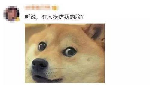 狗头草吃瓜视频,一场萌宠美食盛宴