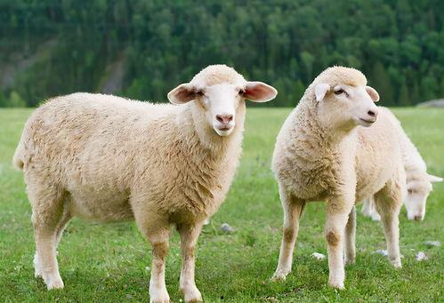 小绵羊八卦吃瓜视频,揭秘娱乐圈幕后故事