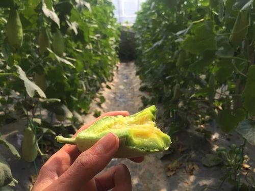 网红第一手吃瓜的视频