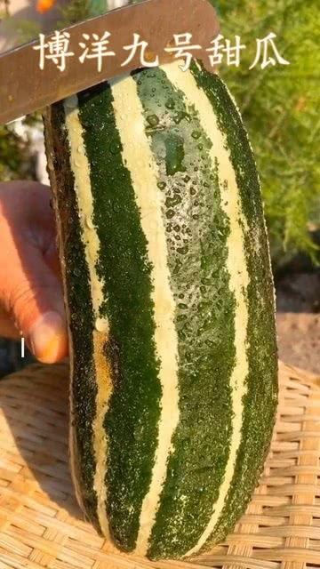 吃瓜这个词很恶心视频,视频揭示惊人内幕