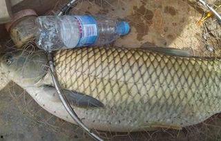 草鱼可以吃土瓜吗视频教程,揭秘土瓜的神奇喂食技巧